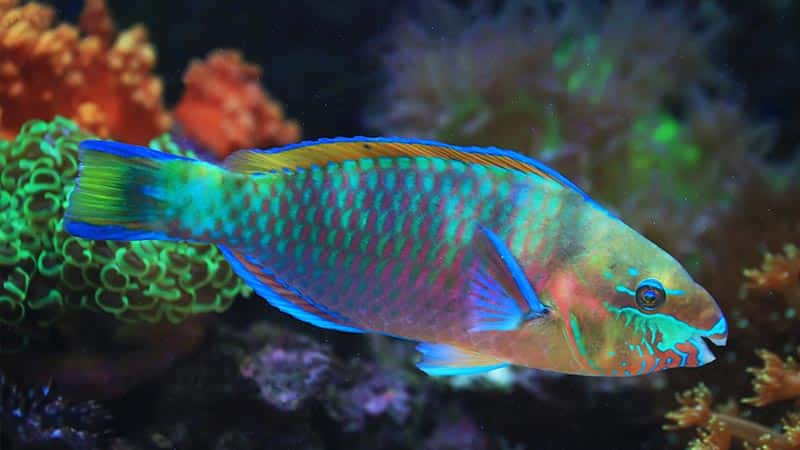 parrotfish facts - adorno pez loro 2