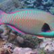 parrotfish facts - adorno pez loro