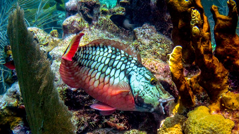 parrotfish facts principal - pez loro