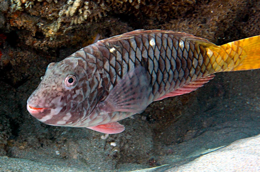 Yellowtail Parrotfish pez loro de cola amarilla