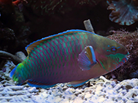 parrotfish