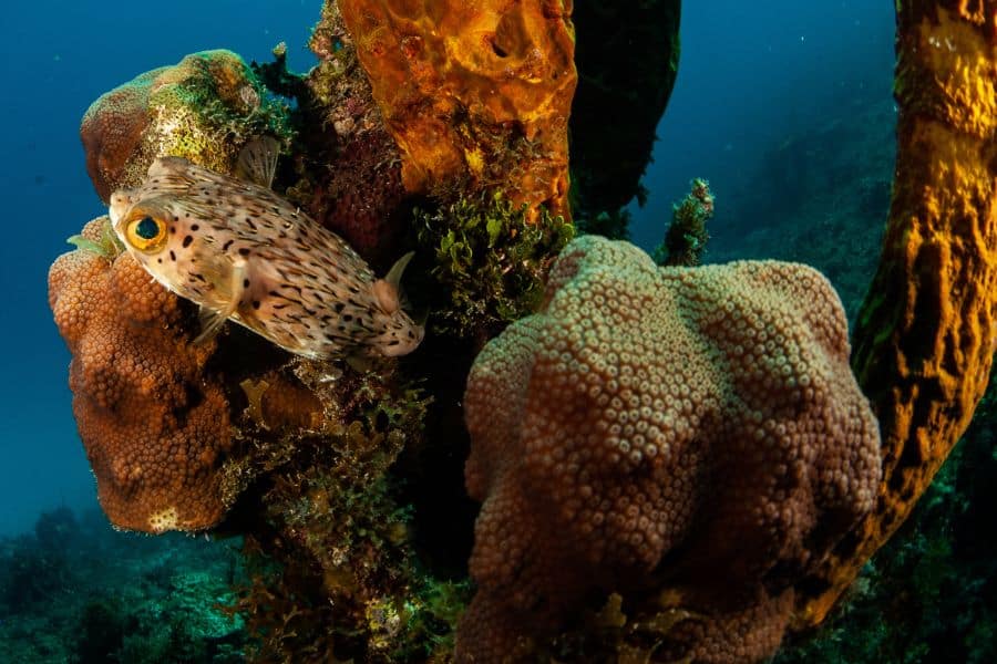 imágenes del fondo del mar - pez globo