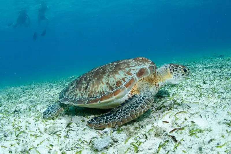 Green Turtle Facts - datos sobre la tortuga verde