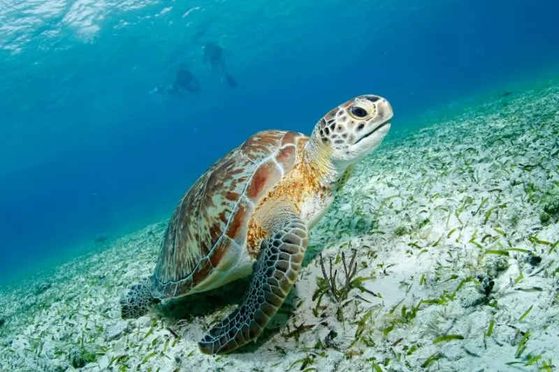 pics of green sea turtles - Green Turtle Facts - COZUMEL - fotos de tortugas verdes