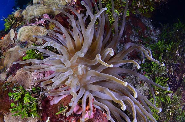 Giant Caribbean Anemone (Condylactis gigantea)