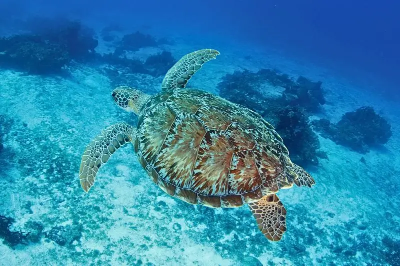 pictures green sea turtles - fotos de tortugas verdes