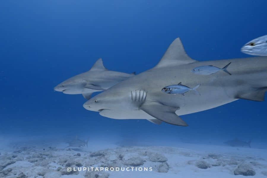 fotografía de tiburones