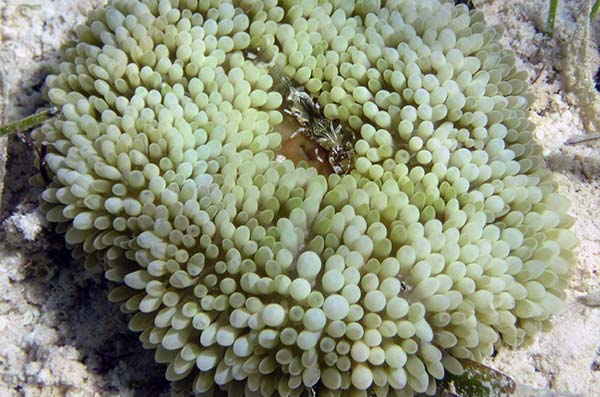 pictures of a sea anemone-Anémona Sol