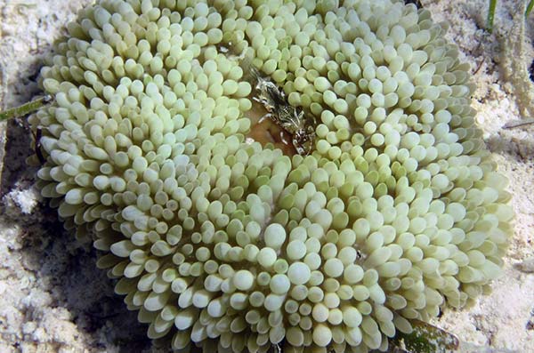 Sun Anemone (Stichodactyla helianthus)