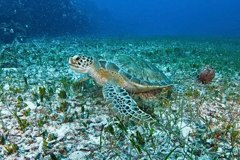 pictures of green sea turtle - Green Turtle Facts -JAMAICA - datos sobre la tortuga verde