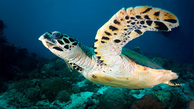 pictures of hawksbill turtles - datos sobre la tortuga carey