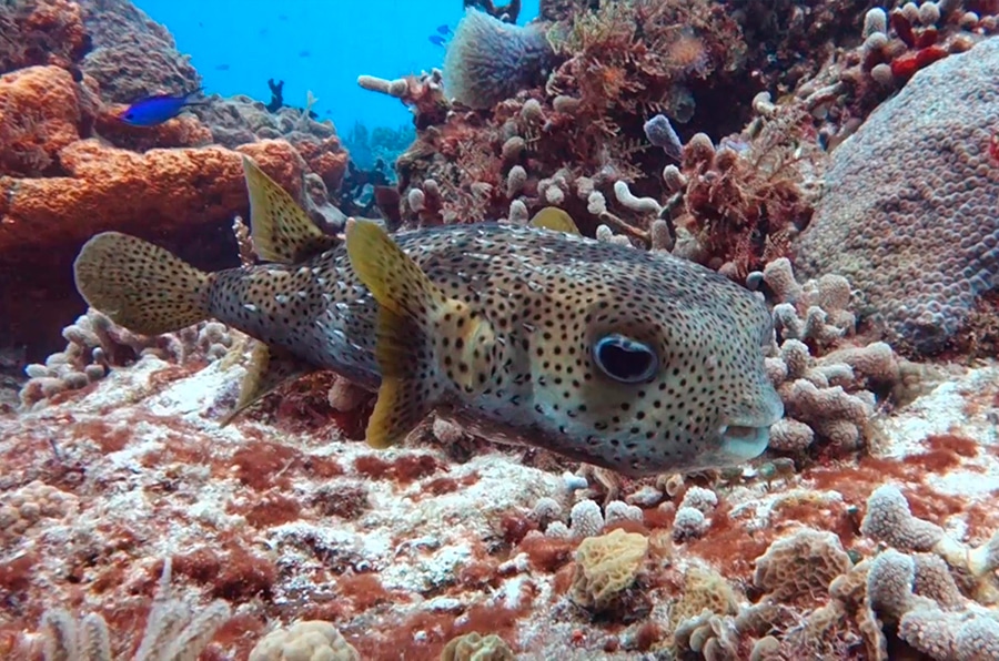 porcupine fish balloon fish - pez globo y pez erizo