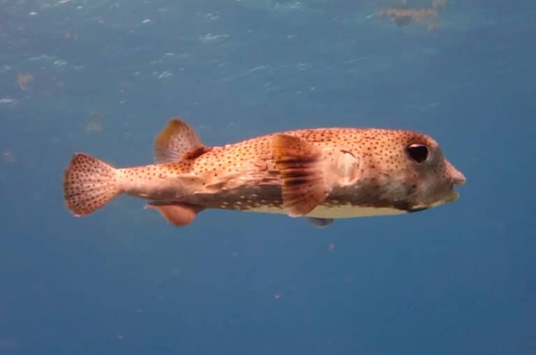 Balloonfish, Porcupinefish, and Pufferfish, What’s the Difference?