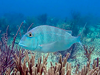 porgy
