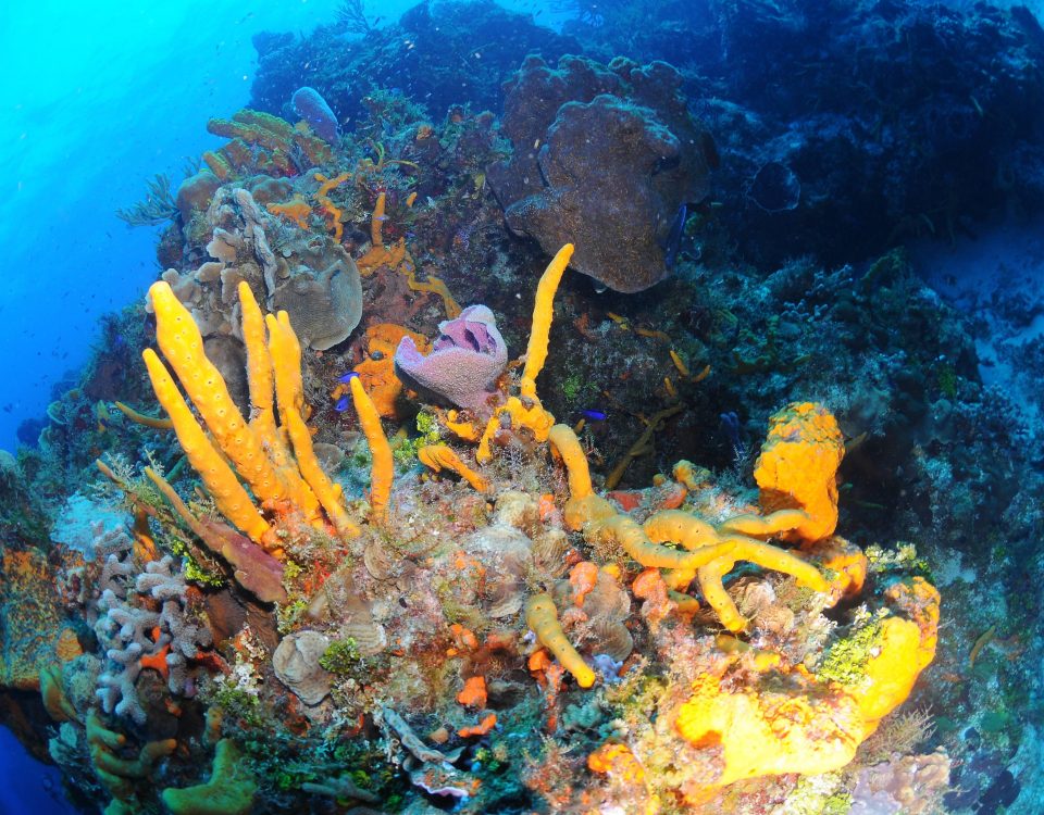 post covid reefs - reef