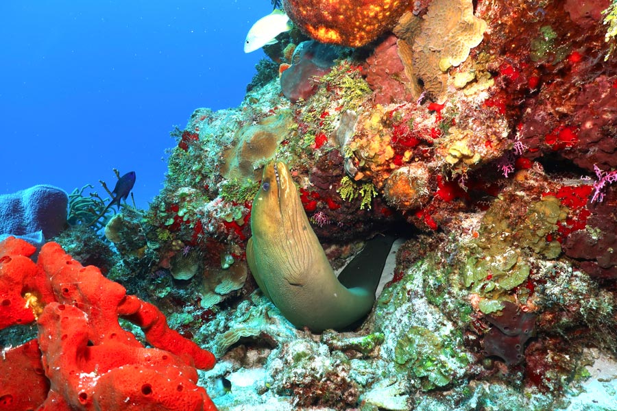 protect coral reefs (1) proteger los arrecifes de coral