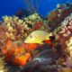 protect coral reefs (3)