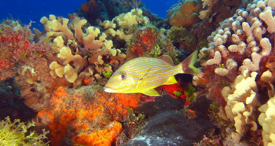protect coral reefs (3)