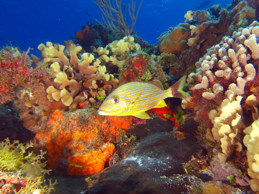 protect coral reefs (3) proteger los arrecifes de coral