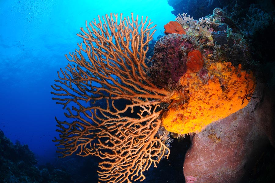 protect coral reefs (4)