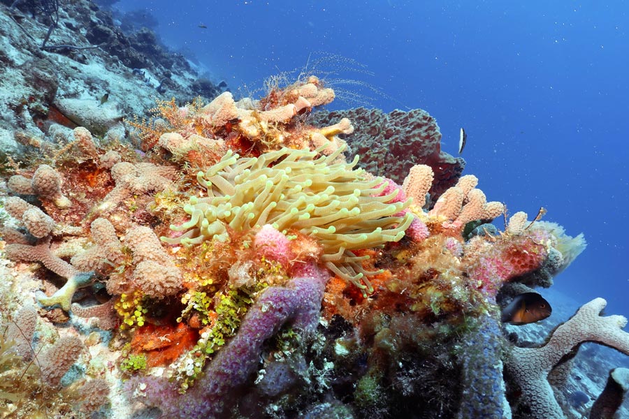 protect coral reefs (6) proteger los arrecifes de coral