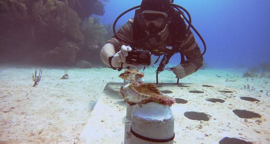 protect ocean - proteger el océano