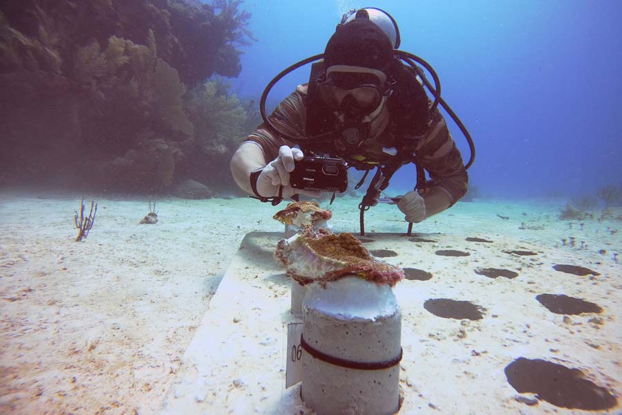 protect the ocean - salvar los océanos