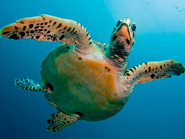scuba diving in Puerto Aventuras - turtle - bucear en puerto aventuras