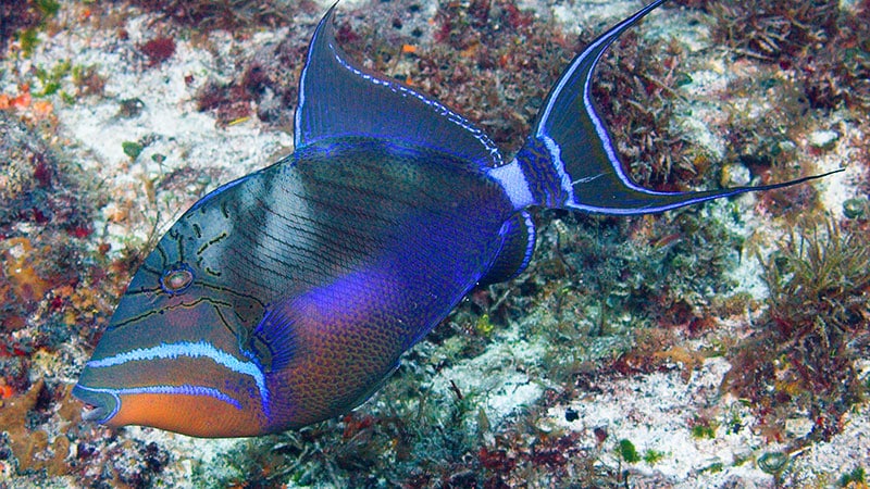 queen triggerfish pictures - pez ballesta reina