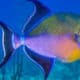 queen triggerfish pictures- pez ballesta