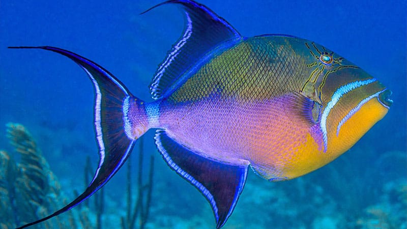 queen triggerfish pictures- pez ballesta