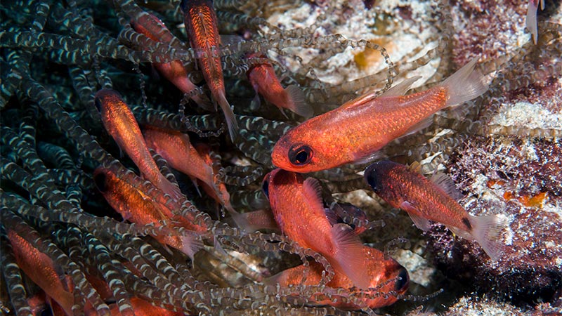 red bigeye Fish BRIDLE CARDINALFISH Brian Cole - Pez ojo-grande Rojo