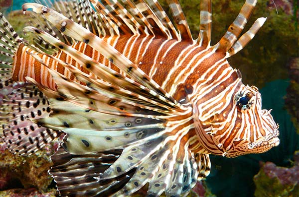 red lionfish