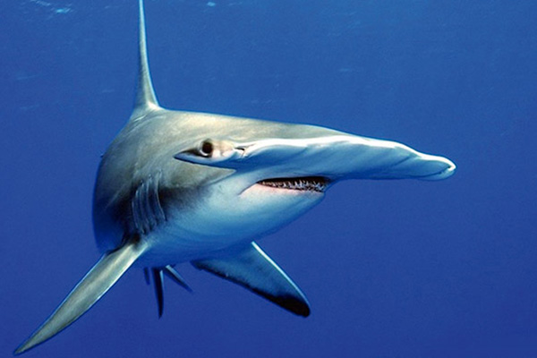 shark diving - red sea - bucear con tiburones