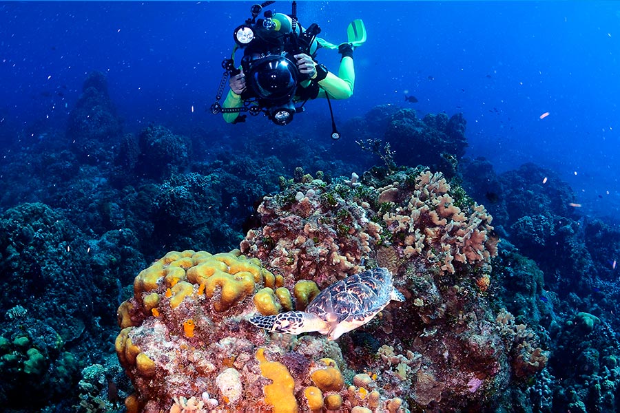 reef diving cozumel (3) buceo de arrecife