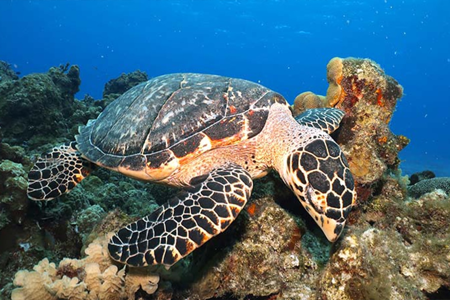 reef diving playa - buceo de arrecife