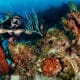 reef diving -principal - buceo en arrecife