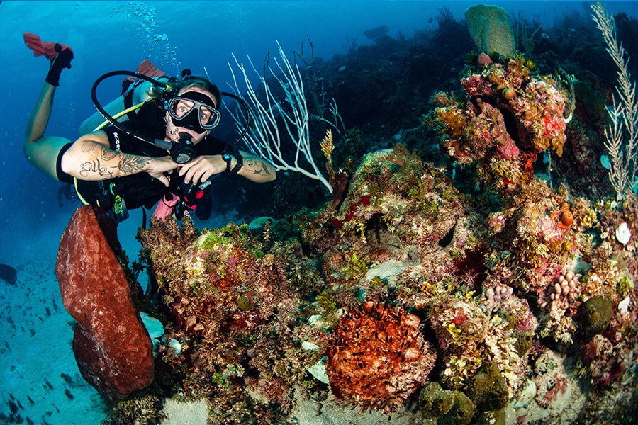reef diving -principal - buceo en arrecife