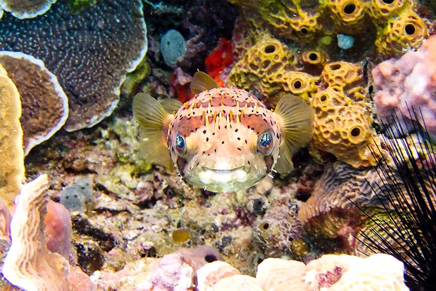 reef diving - dominican republic - buceo en arrecife