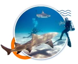 Bull_Shark_Diving_Excursion