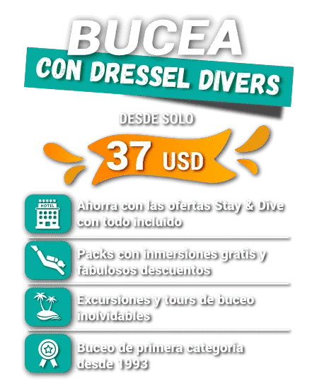Bucea con dressel divers
