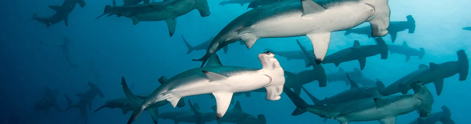 galapagos liveaboard -hammerhead