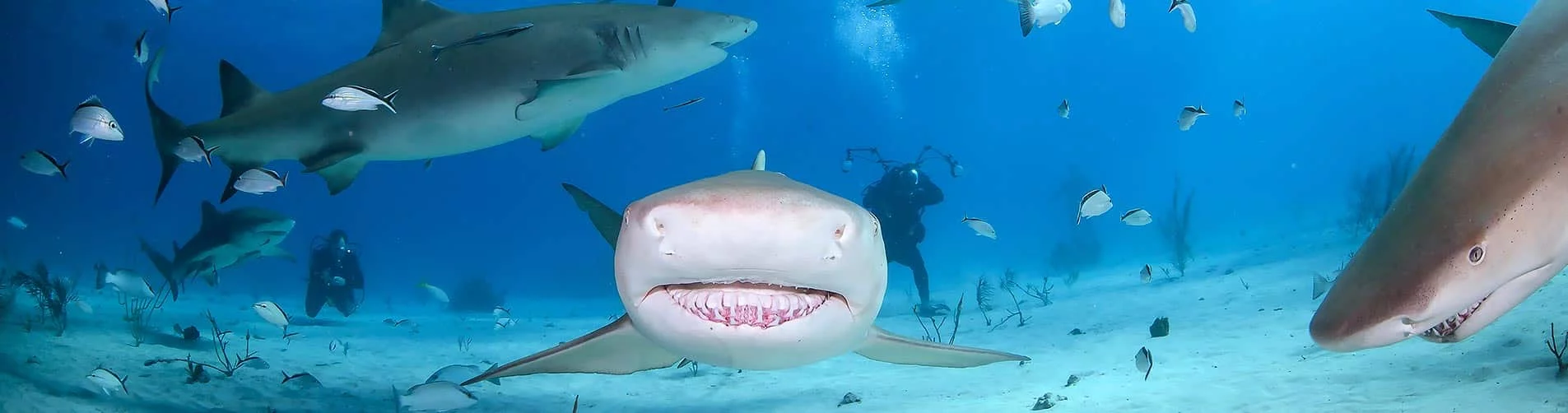 Bahamas Liveabaord diving - slide