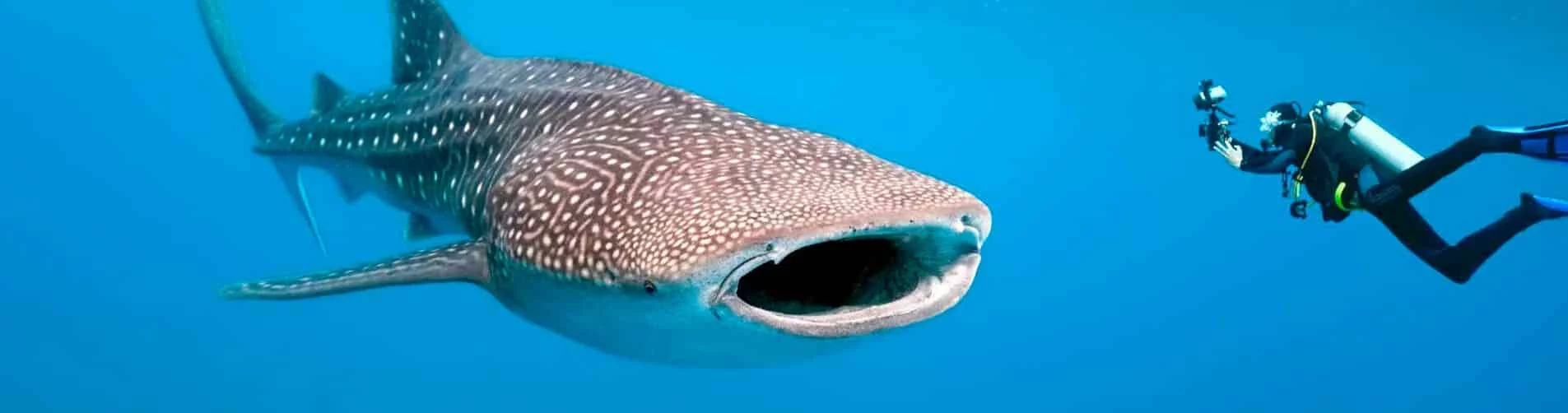 Liveaboaed Diving Philippines - Whale Shark