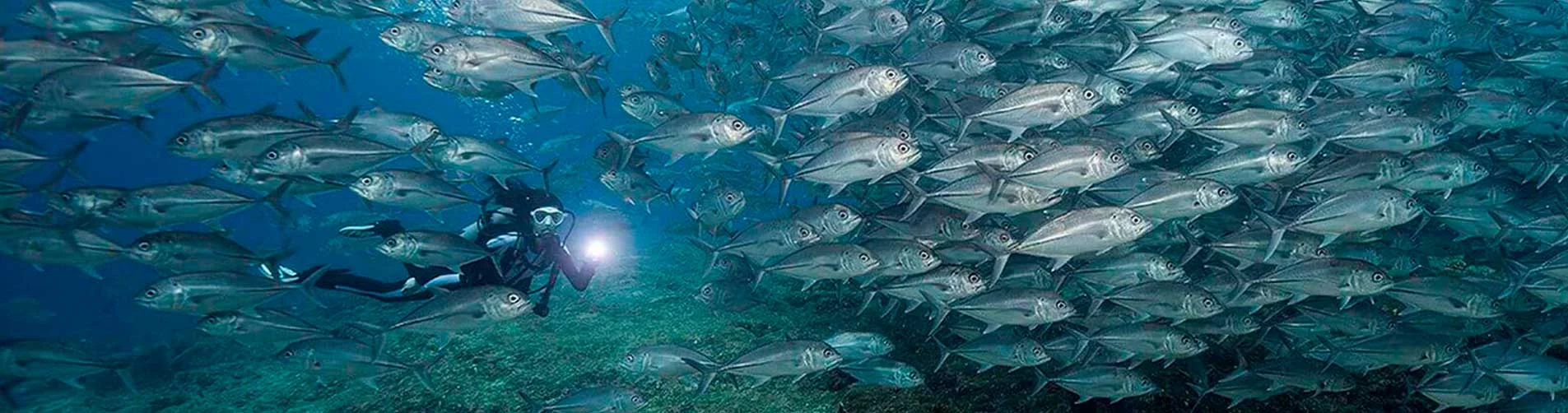 Papua New guinea liveaboard diving - Slide
