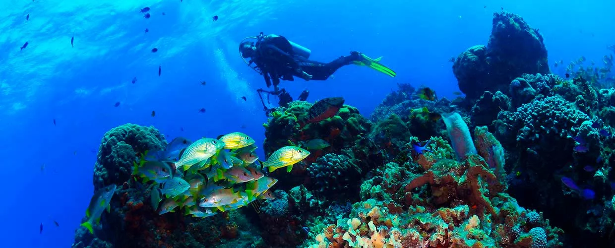 Scuba Diving in Mexico - dive mexico with PADI