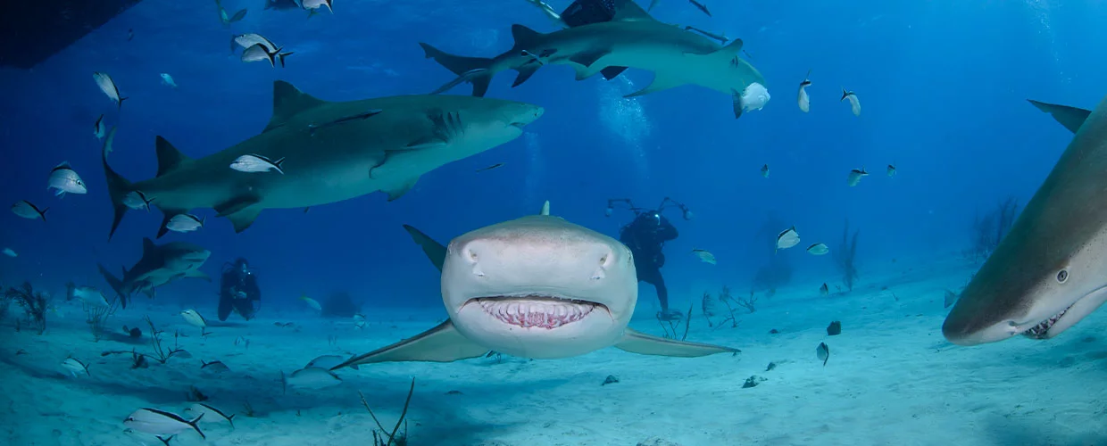 Scuba Diving in Playa Del Carmen with PADI Dive Instructors