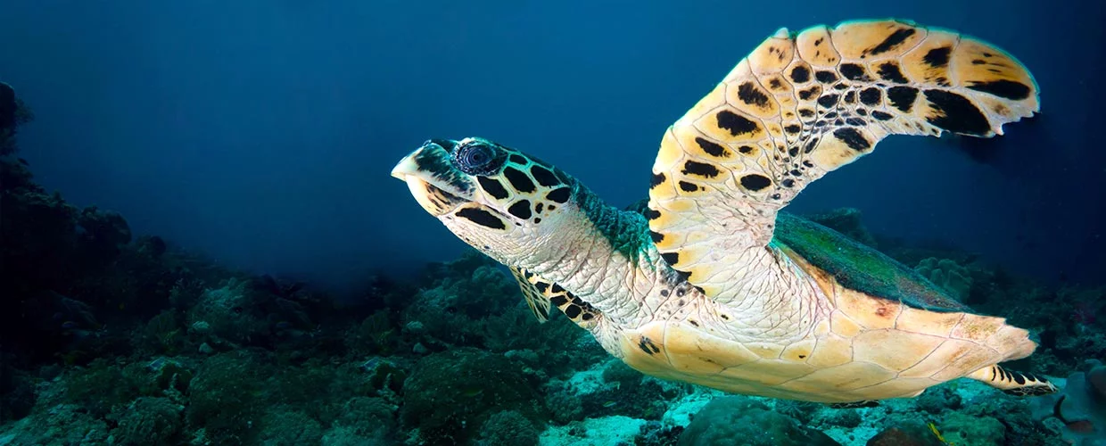 Scuba Diving in Cancun with PADI Dive Instructors