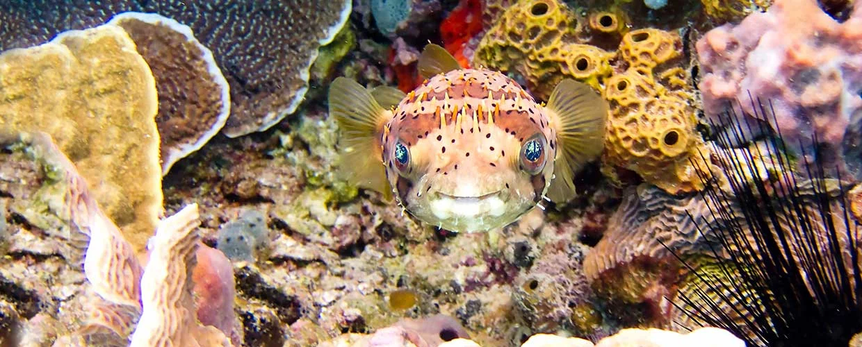 Scuba Diving in Bayahibe with PADI