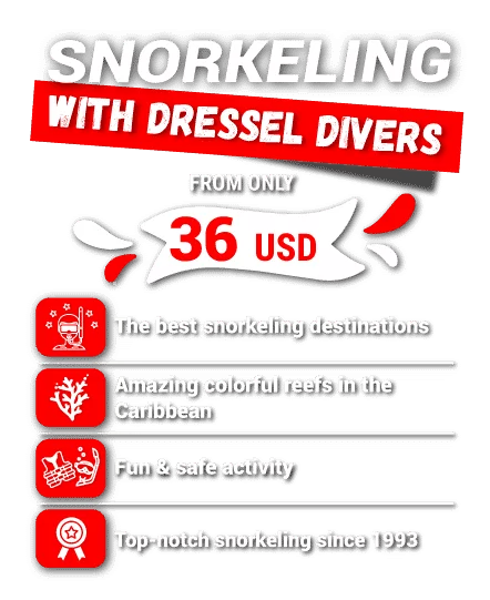snorkeling with dressel divers